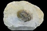 Spiny Scabriscutellum Lahceni Trilobite - Foum Zguid, Morocco #108798-1